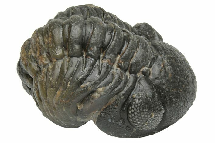 Wide Curled Austerops Trilobite - Morocco #224080